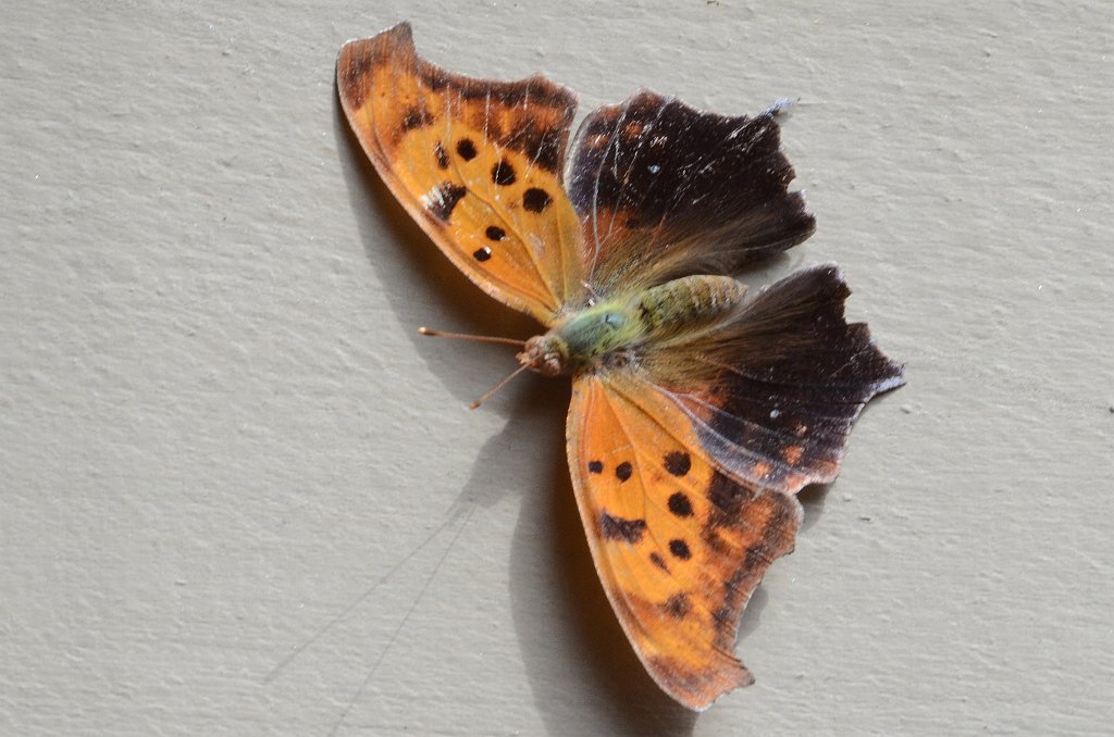 146 2012-06114025 Pointe Rok, MA Shrewsbury, MA.JPG - Question Mark Butterfly. Pointe Rok, MA, 6-12012